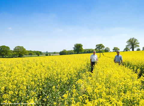 Farmers in a field of rapeseed in the Yare Valley